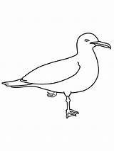 Coloring Pages Seagull Seagulls Print Birds Printable Recommended Color sketch template