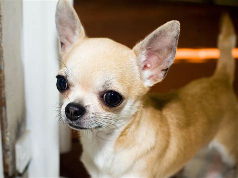 chihuahua dog breed information  pictures cute dogs amazing pets