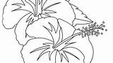 Hibiscus Coloring Flower Pages Getcolorings Colo Color Printable Getdrawings sketch template