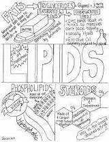 Lipids sketch template