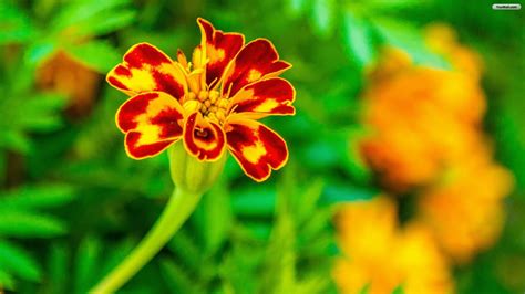 show   picture  flowers