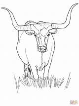 Longhorn Coloring Cattle Cows Hereford Gcssi sketch template