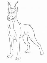 Doberman Coloring Pages sketch template