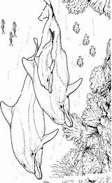 Delfine Dolfijn Coloriage Dolfijnen Dauphin Ausmalbilder Dolphins Ausmalbild Dieren Colorare Malvorlagen Malvorlage Dauphins Delfini Mandala Mewarnai Lumba Delphine Delphin Animaux sketch template