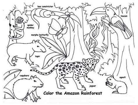 rainforest animals  plants coloring pages
