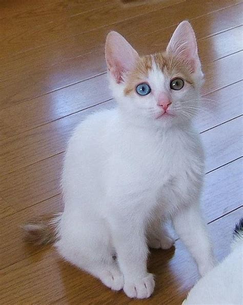 cute japanese bobtail kittens currently available for sale dundee public ads japanese