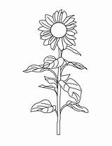 Sunflower Coloring Drawing Library Clipart Stem sketch template