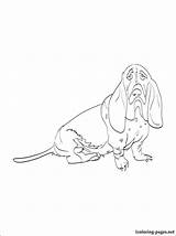 Hound Basset Coloring Pages Dog Getcolorings Getdrawings sketch template