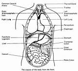 Organ Organs Anatomie Ausmalbilder Biologie Ausmalbild Coloringhome Skull Albanysinsanity Q1 sketch template