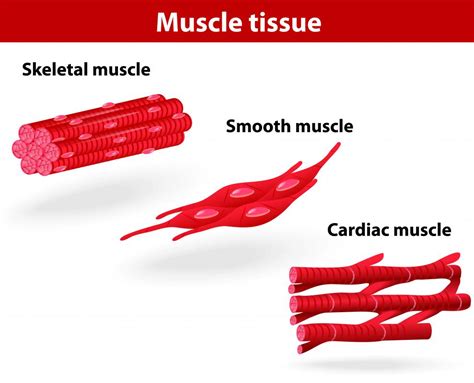 cardiac muscle tissue  pictures
