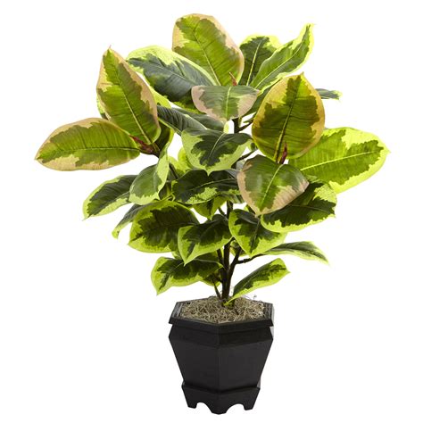natural   mini variegated rubber tree  planter