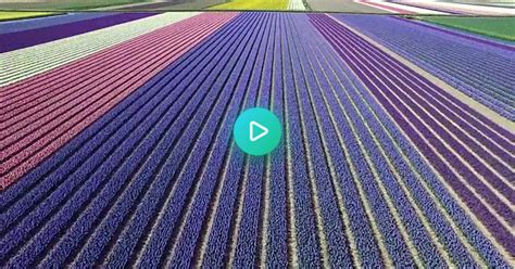 Flying Over The Flower Fields Of The Netherlands  On Imgur