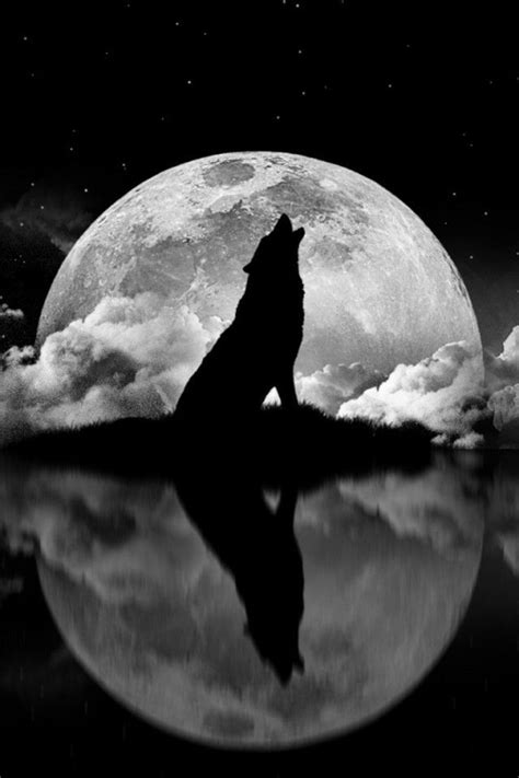 Wolf Howling At The Moon Picture