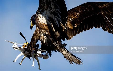 drone catching eagle photo  viral heres  story
