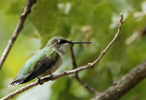 female ruby throated hummingbird  stock photo public domain pictures