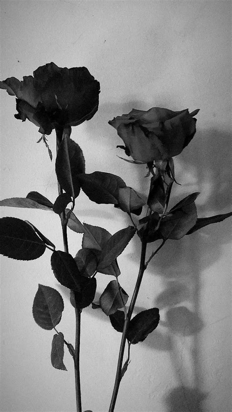 gambar bunga hitam putih