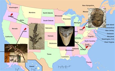 list  state fossils fossileracom