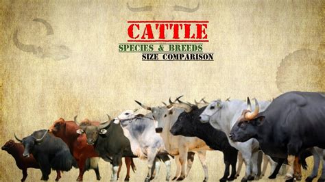 cattle size comparison species breeds youtube