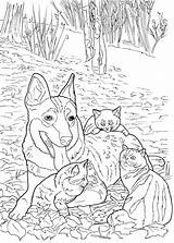 Coloring Cat Pages Dog Dogs Cats Adult Book Doverpublications Dover Publications Lovable Enlarge Click Zentangle Animal sketch template