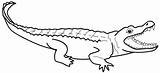 Coloring Crocodile Alligator Pages Printable Outline Kids Nile Color Drawing Cartoon Caiman Print Line Alligators Colouring Clipart Getcolorings Drawings Getdrawings sketch template