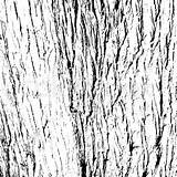 Bark Tree Vector Vectorified sketch template