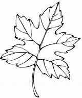 Leaf Coloring Pages Leaves Palm Animated Drawing Coloringpages1001 Clipartmag Gif Per sketch template