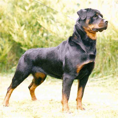 rottweiler dog interesting facts  pictures  wildlife photographs