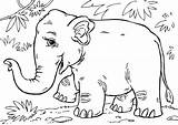 Coloring Asian Elephant Wombat Pages Large Popular Printable Edupics sketch template