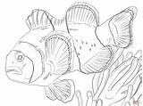 Clown Coloring Colouring Anemonefish Pages Creatures Underwater Color Activities Tilapia Fishes Print Click Super Template Supercoloring Colour sketch template