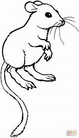 Coloring Rat Rats Kangaroo Pages Printable Clipart Color Supercoloring Drawing Mouse Silhouettes Paper Categories sketch template