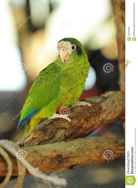 parrot  tropical jungle royalty  stock photo image