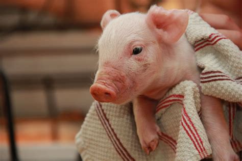 small pig  wrapped   towel