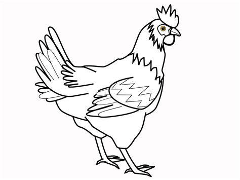 chicken animal names  pictures