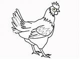 Chicken Pages Coloring Animal Printable Chickens Cartoon sketch template