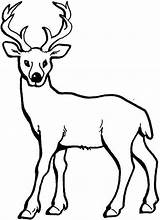 Deer Horns Silhouette Coloring Pages Getdrawings Antler sketch template
