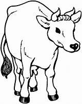 Cow Coloring Pages Printable Kids Cows Clipart Kuh Malvorlage Cattle Paper Clip Animal Library Popular Categories sketch template