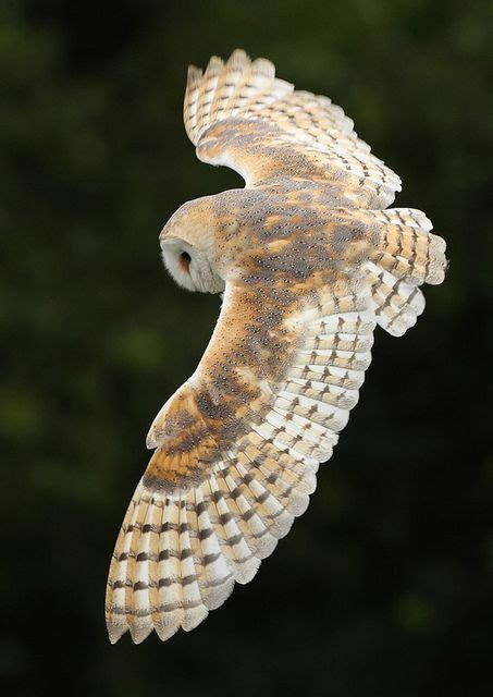 pin   info  barn owl barn owl owl photography owl wings