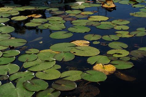 filepond  water lilies jpg wikimedia commons
