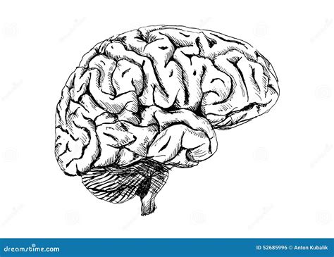 human brain stock vector image