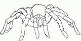 Spider Coloring Tarantula Pages Wolf Printable Cartoon Halloween Drawing Print Book Kids Clipart Cute Spiders Color Puppy Animals Easy Pokemon sketch template