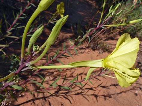 long stemmed flower   oenothera longissima onagraceae