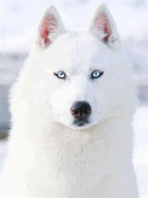 white siberian husky  blue eyes siberianhusky white siberian husky animals husky dogs