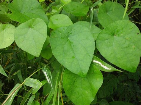 manfaat daun cincau  jarang diketahui singkong muda medium