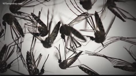 Usf Awarded Grant To Help Control Spread Of Mosquito Illneses