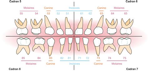 decouverte de lanatomie de la dent