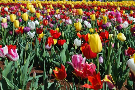 images gratuites la nature champ fleur petale floraison tulipe printemps couleur