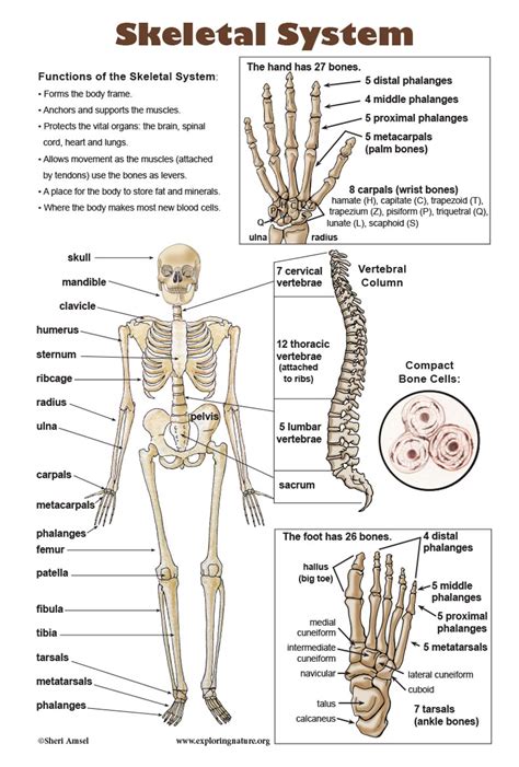 skeletal system poster downloadable
