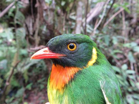 cloud forest birds  northern peru ordway lab  ecosystem conservation