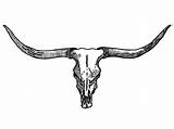 Skull Longhorn Bull Drawing Texas Tattoo Cow Head Longhorns Drawings Clipart Cattle Tattoos Western Steer Silhouette Clip Background Flowers Wallpapers sketch template