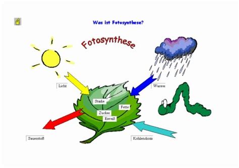 arbeitsblatt fuer photosynthese und zellatmung